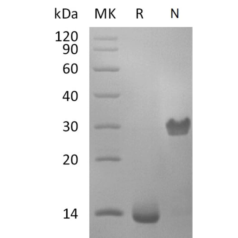 SDS-PAGE - Recombinant Human PDGF B Protein (A317627) - Antibodies.com