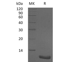 SDS-PAGE - Recombinant Human CXCL2 Protein (A317629) - Antibodies.com