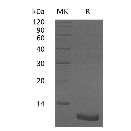 SDS-PAGE - Recombinant Human CXCL2 Protein (A317629) - Antibodies.com