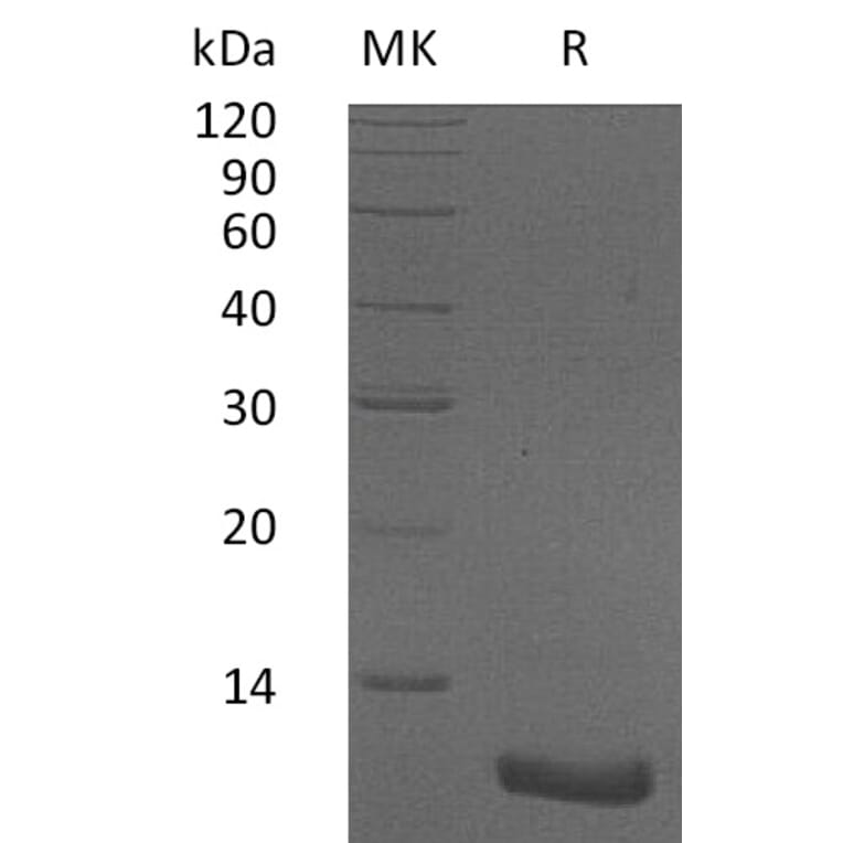 SDS-PAGE - Recombinant Human CXCL2 Protein (A317629) - Antibodies.com