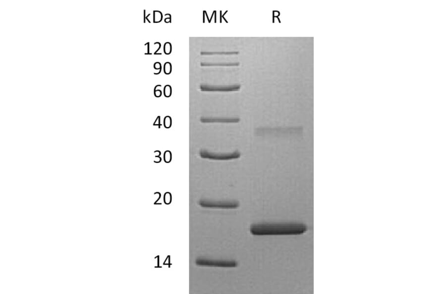 SDS-PAGE - Recombinant Human IL-7 Protein (A317631) - Antibodies.com