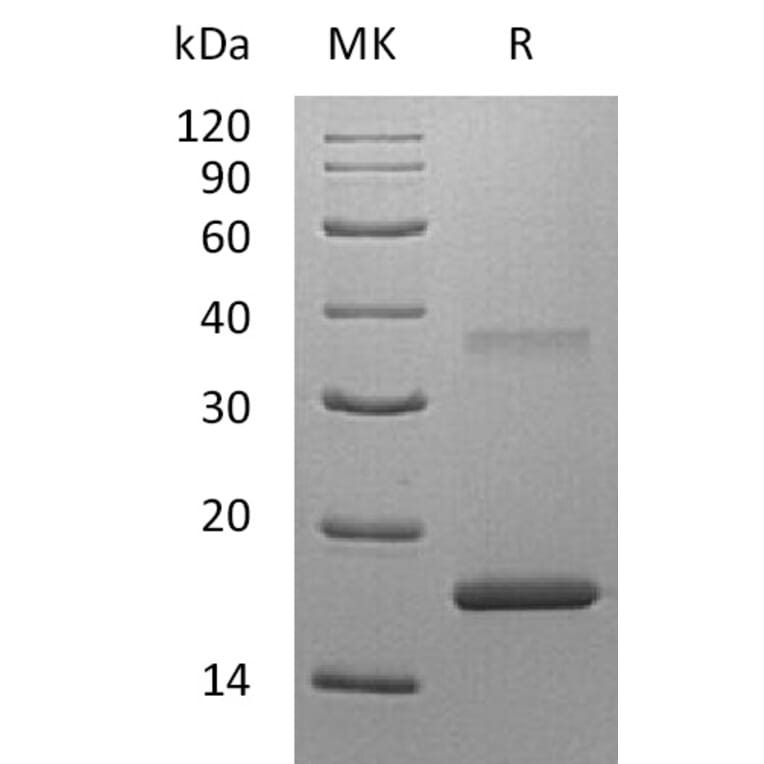 SDS-PAGE - Recombinant Human IL-7 Protein (A317631) - Antibodies.com