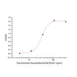 Cell Proliferation Assay - Recombinant Human IL-7 Protein (A317631) - Antibodies.com