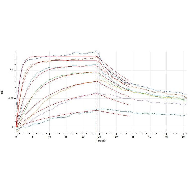 BLI Assay - Recombinant Human IL-7 Protein (A317631) - Antibodies.com