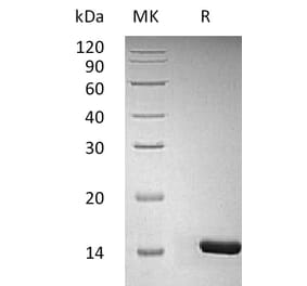 SDS-PAGE - Recombinant Human/Murine/Rat BDNF Protein (A317632) - Antibodies.com