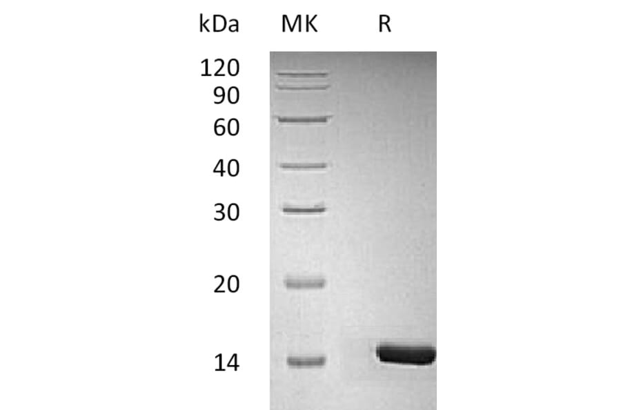 SDS-PAGE - Recombinant Human/Murine/Rat BDNF Protein (A317632) - Antibodies.com