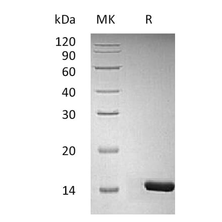 SDS-PAGE - Recombinant Human/Murine/Rat BDNF Protein (A317632) - Antibodies.com