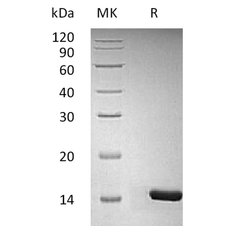 SDS-PAGE - Recombinant Human/Murine/Rat BDNF Protein (A317632) - Antibodies.com