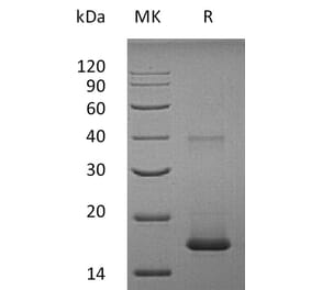 SDS-PAGE - Recombinant Human IL-1F10 Protein (A317633) - Antibodies.com