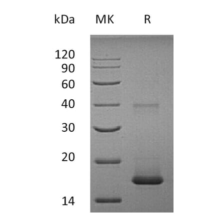 SDS-PAGE - Recombinant Human IL-1F10 Protein (A317633) - Antibodies.com
