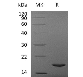 SDS-PAGE - Recombinant Human IL37 Protein (A317635) - Antibodies.com