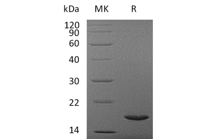 SDS-PAGE - Recombinant Human IL37 Protein (A317635) - Antibodies.com