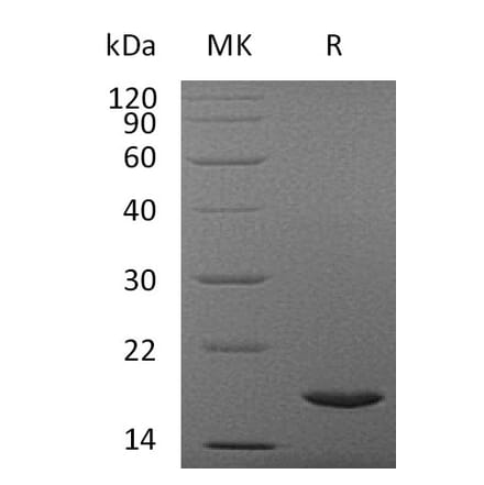SDS-PAGE - Recombinant Human IL37 Protein (A317635) - Antibodies.com