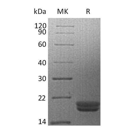 SDS-PAGE - Recombinant Human IL-16 Protein (A317636) - Antibodies.com