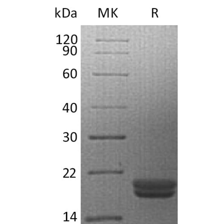 SDS-PAGE - Recombinant Human IL-16 Protein (A317636) - Antibodies.com