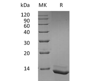 SDS-PAGE - Recombinant Human IL-15 Protein (A317637) - Antibodies.com