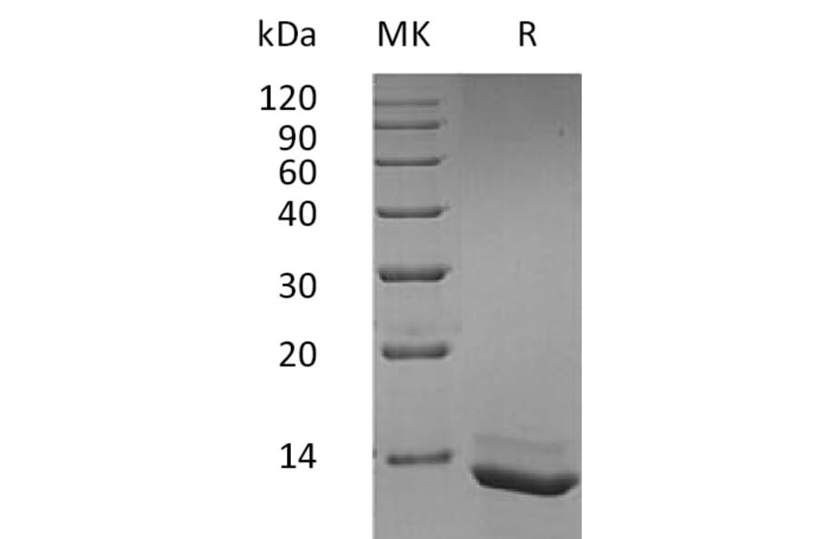 SDS-PAGE - Recombinant Human IL-15 Protein (A317637) - Antibodies.com