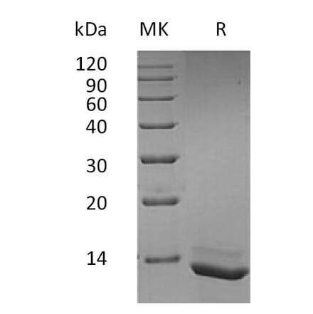 SDS-PAGE - Recombinant Human IL-15 Protein (A317637) - Antibodies.com