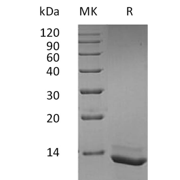 SDS-PAGE - Recombinant Human IL-15 Protein (A317637) - Antibodies.com