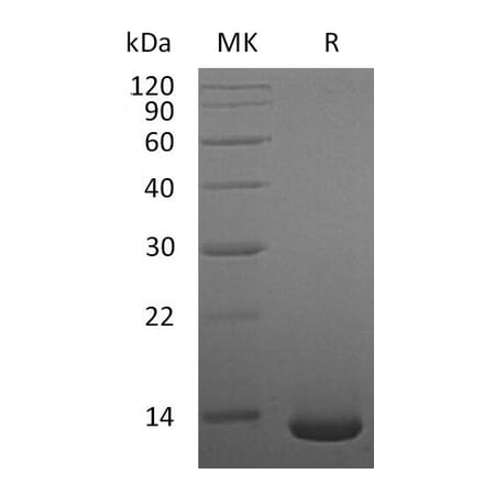 SDS-PAGE - Recombinant Human/Mouse/Rat BMP2 Protein (A317638) - Antibodies.com