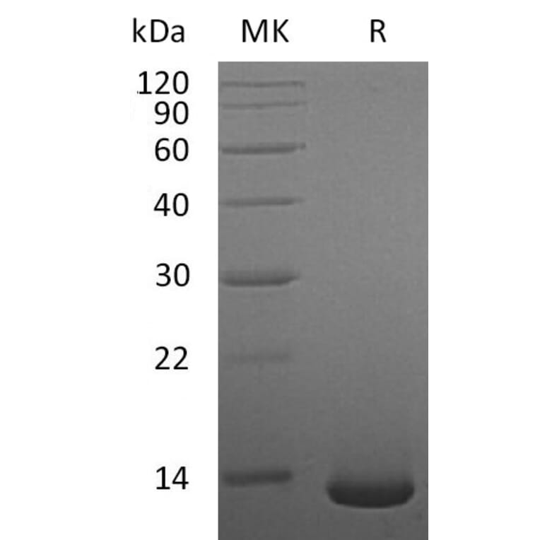 SDS-PAGE - Recombinant Human/Mouse/Rat BMP2 Protein (A317638) - Antibodies.com