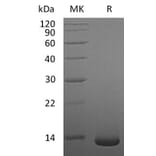 SDS-PAGE - Recombinant Human/Mouse/Rat BMP2 Protein (A317638) - Antibodies.com