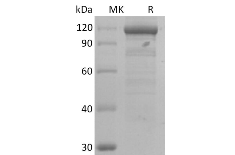 SDS-PAGE - Recombinant Human Wnt3a Protein (A317641) - Antibodies.com