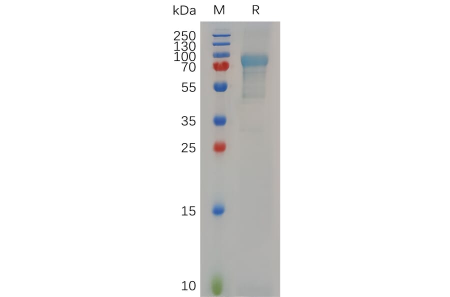SDS-PAGE - Recombinant Human Myelin Basic Protein Protein (Fc Tag) (A317642) - Antibodies.com