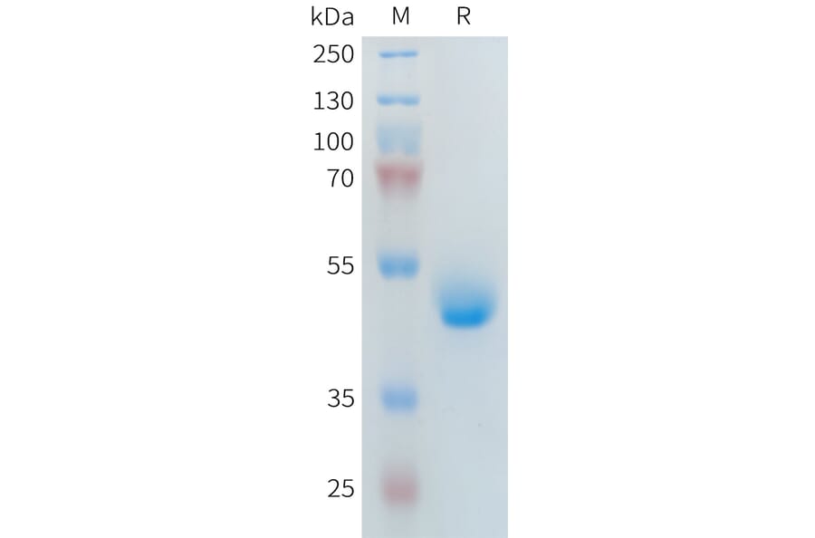 SDS-PAGE - Recombinant Human PLA2R Protein (Fc Tag) (A317643) - Antibodies.com