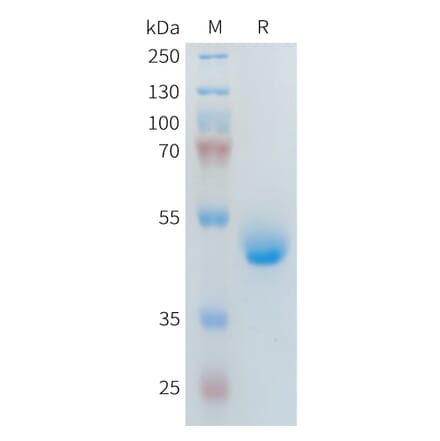 SDS-PAGE - Recombinant Human PLA2R Protein (Fc Tag) (A317643) - Antibodies.com