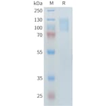 SDS-PAGE - Recombinant Human PLA2R Protein (10×His Tag) (A317644) - Antibodies.com