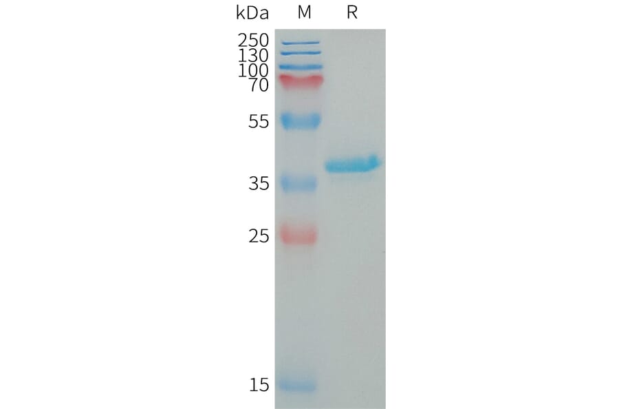 SDS-PAGE - Recombinant Human IGF1 Protein (Fc Tag) (A317648) - Antibodies.com