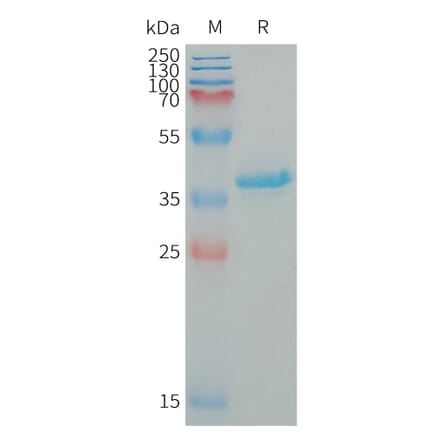 SDS-PAGE - Recombinant Human IGF1 Protein (Fc Tag) (A317648) - Antibodies.com