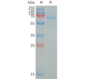 SDS-PAGE - Recombinant Human LILRB5 Protein (6×His Tag) (A317651) - Antibodies.com