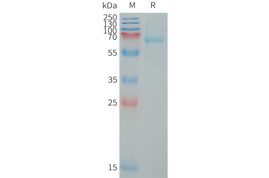 SDS-PAGE - Recombinant Human LILRB5 Protein (6×His Tag) (A317651) - Antibodies.com