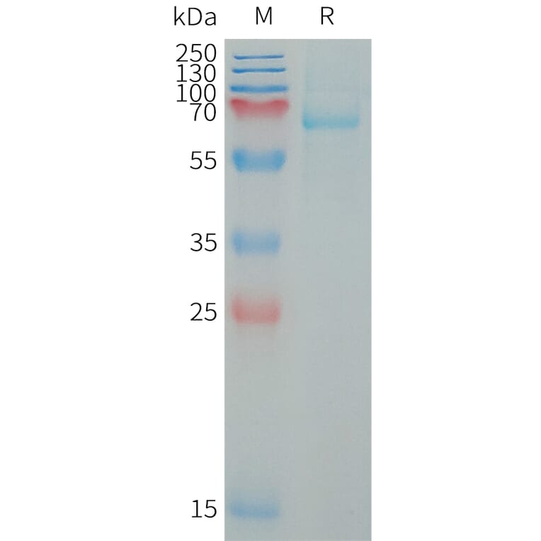 SDS-PAGE - Recombinant Human LILRB5 Protein (6×His Tag) (A317651) - Antibodies.com