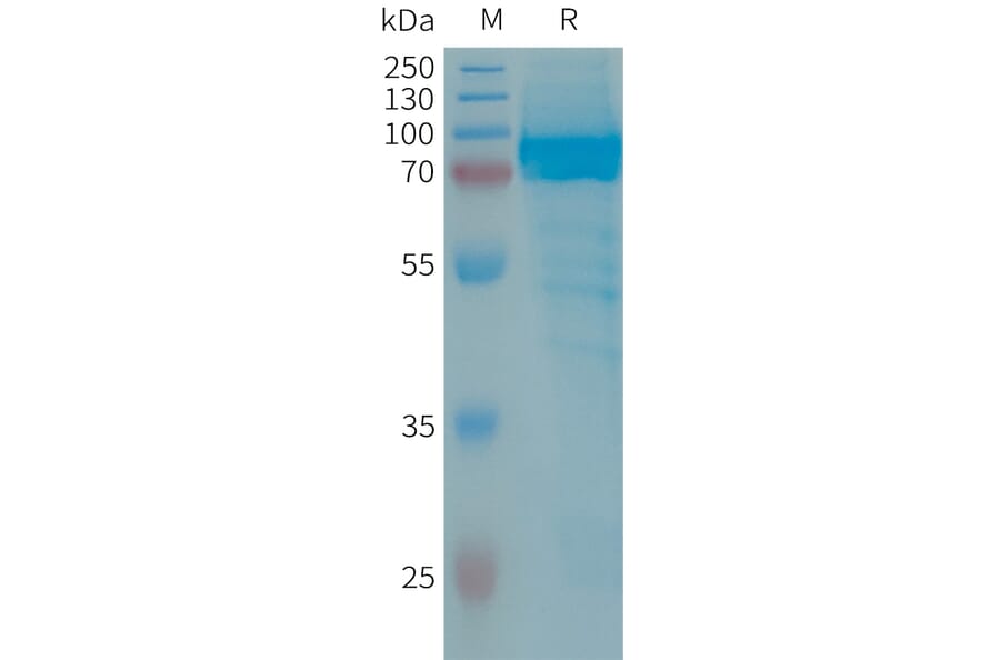SDS-PAGE - Recombinant Human IL-13 Receptor alpha 2 Protein (Fc Tag) (A317653) - Antibodies.com