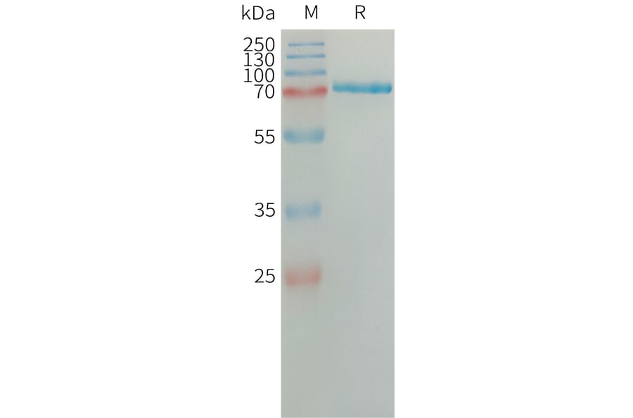 SDS-PAGE - Recombinant Human Semaphorin 7a Protein (6×His Tag) (A317661) - Antibodies.com