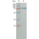 SDS-PAGE - Recombinant Human Semaphorin 7a Protein (6×His Tag) (A317661) - Antibodies.com