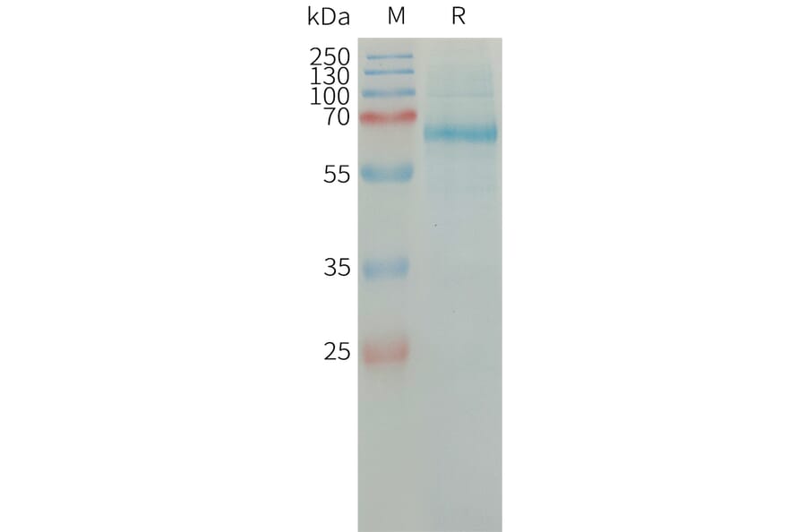 SDS-PAGE - Recombinant Human Tissue Plasminogen Activator Protein (6×His Tag) (A317662) - Antibodies.com