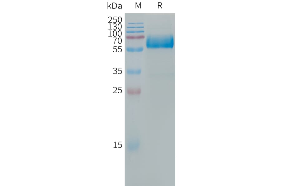 SDS-PAGE - Recombinant Human LOX 1 Protein (Fc Tag) (A317666) - Antibodies.com