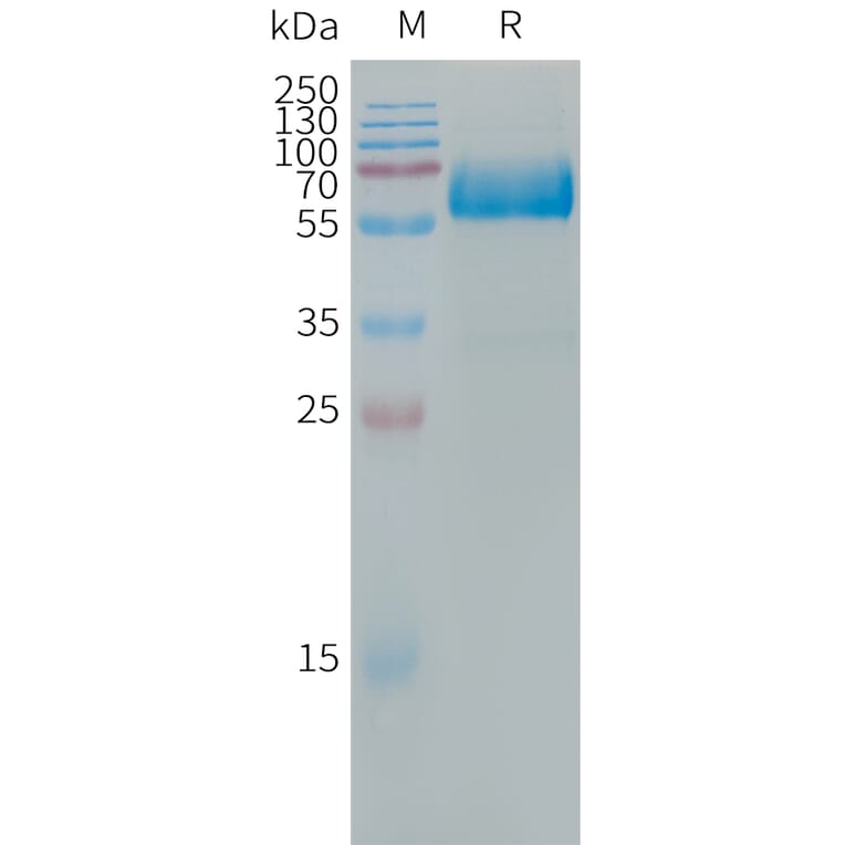 SDS-PAGE - Recombinant Human LOX 1 Protein (Fc Tag) (A317666) - Antibodies.com