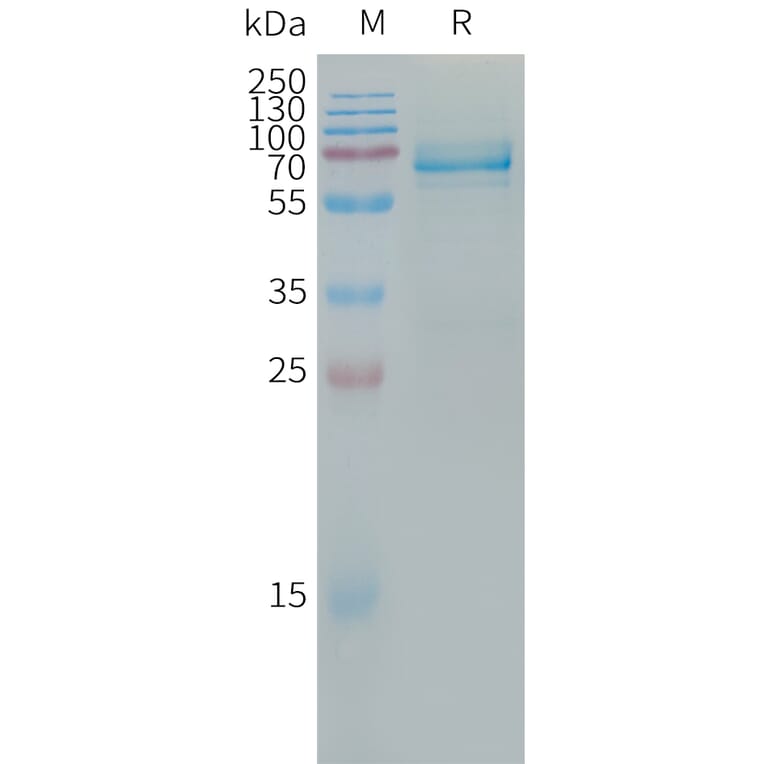 SDS-PAGE - Recombinant Human ILT-3 Protein (Fc Tag) (A317667) - Antibodies.com