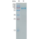 SDS-PAGE - Recombinant Human ILT-3 Protein (Fc Tag) (A317667) - Antibodies.com