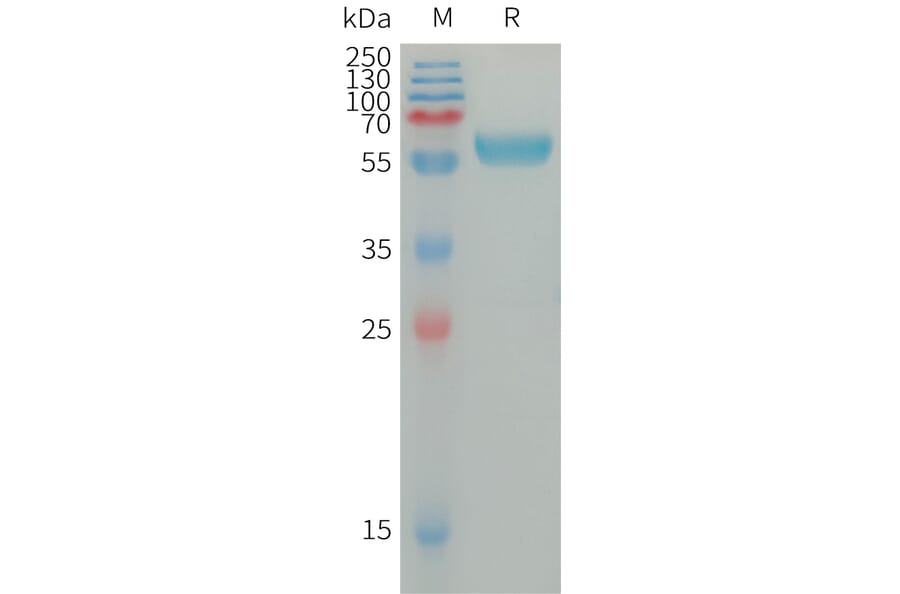SDS-PAGE - Recombinant Human IGSF11 Protein (Fc Tag) (A317669) - Antibodies.com