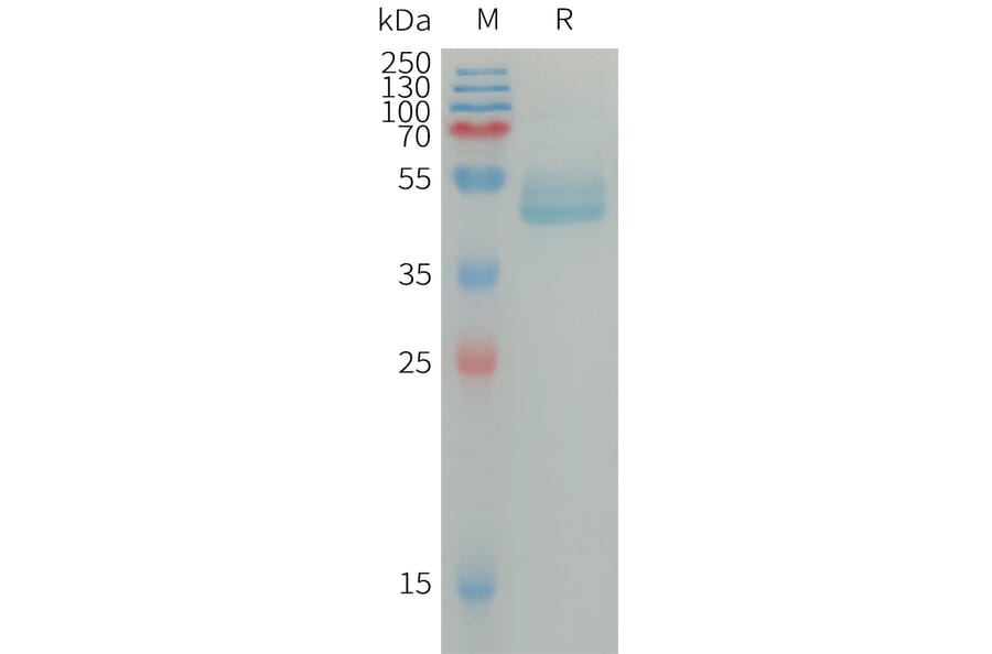 SDS-PAGE - Recombinant Human IL-4 Protein (Fc Tag) (A317670) - Antibodies.com