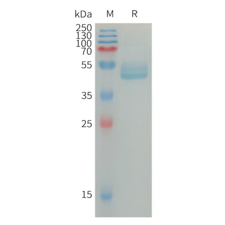 SDS-PAGE - Recombinant Human IL-4 Protein (Fc Tag) (A317670) - Antibodies.com