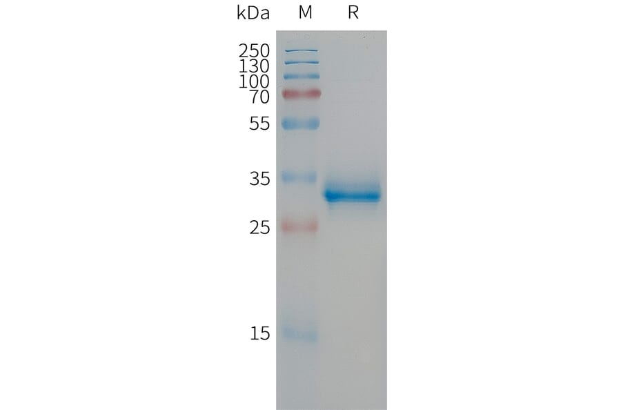 SDS-PAGE - Recombinant Human CGRP-1 Protein (Fc Tag) (A317672) - Antibodies.com