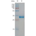 SDS-PAGE - Recombinant Human CGRP-1 Protein (Fc Tag) (A317672) - Antibodies.com