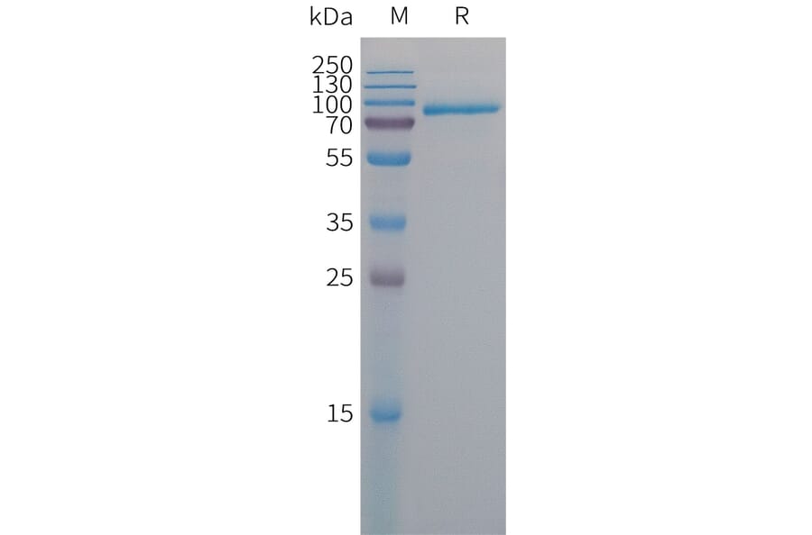 SDS-PAGE - Recombinant Human MFI2/MTf Protein (6×His Tag) (A317674) - Antibodies.com
